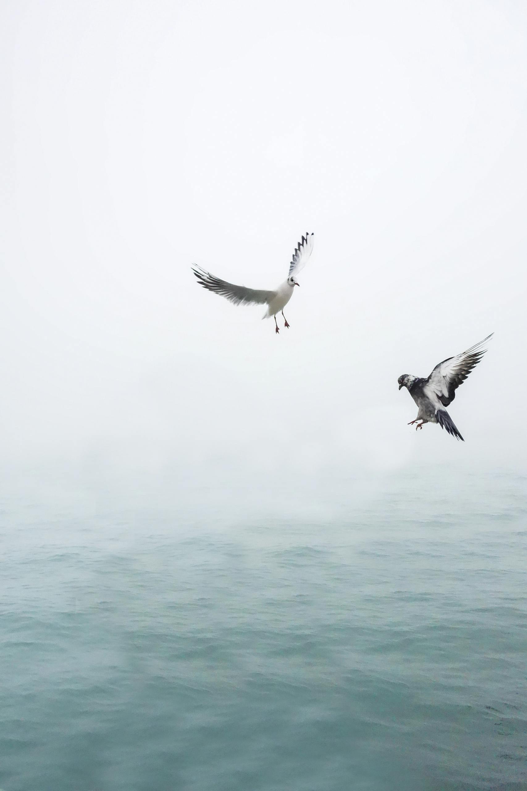 Two seagulls gracefully flying over the calm, misty ocean, symbolizing freedom and tranquility.