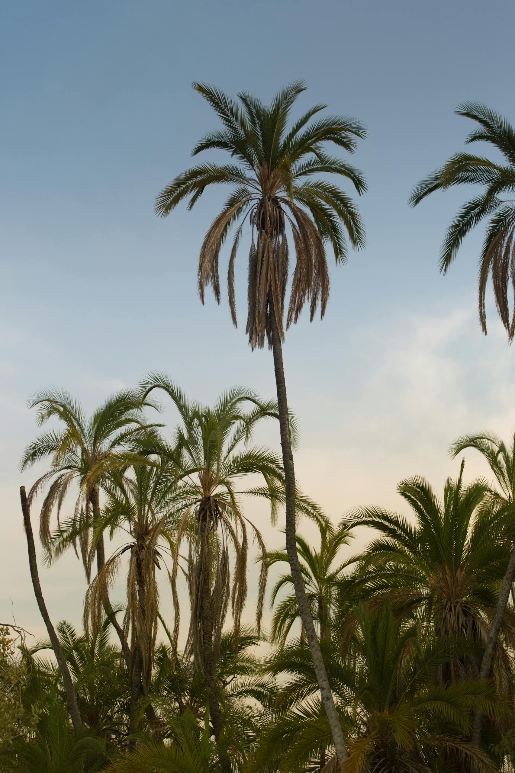 A scenic view of tall palm trees silhouetted against a serene blue sky, evoking a tropical feel.